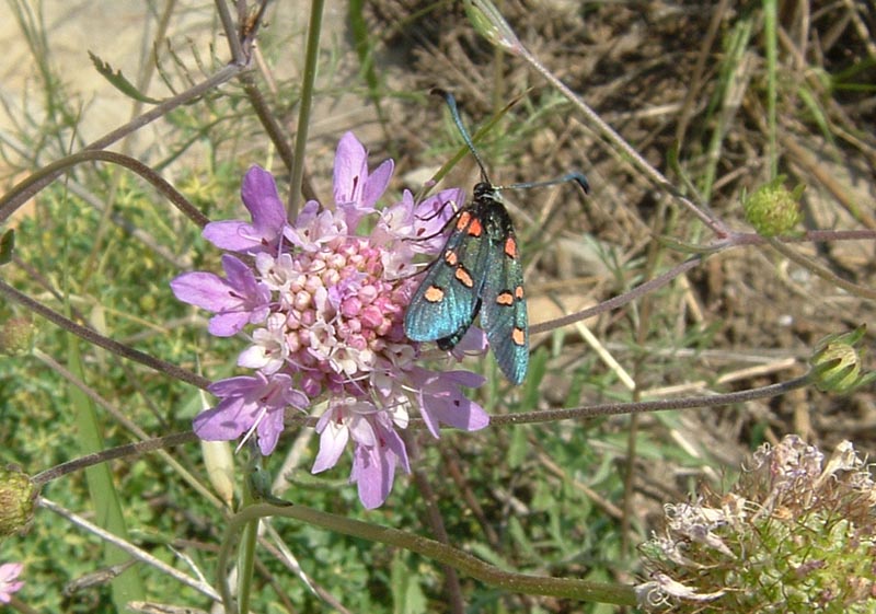 Zygaena lavandulae